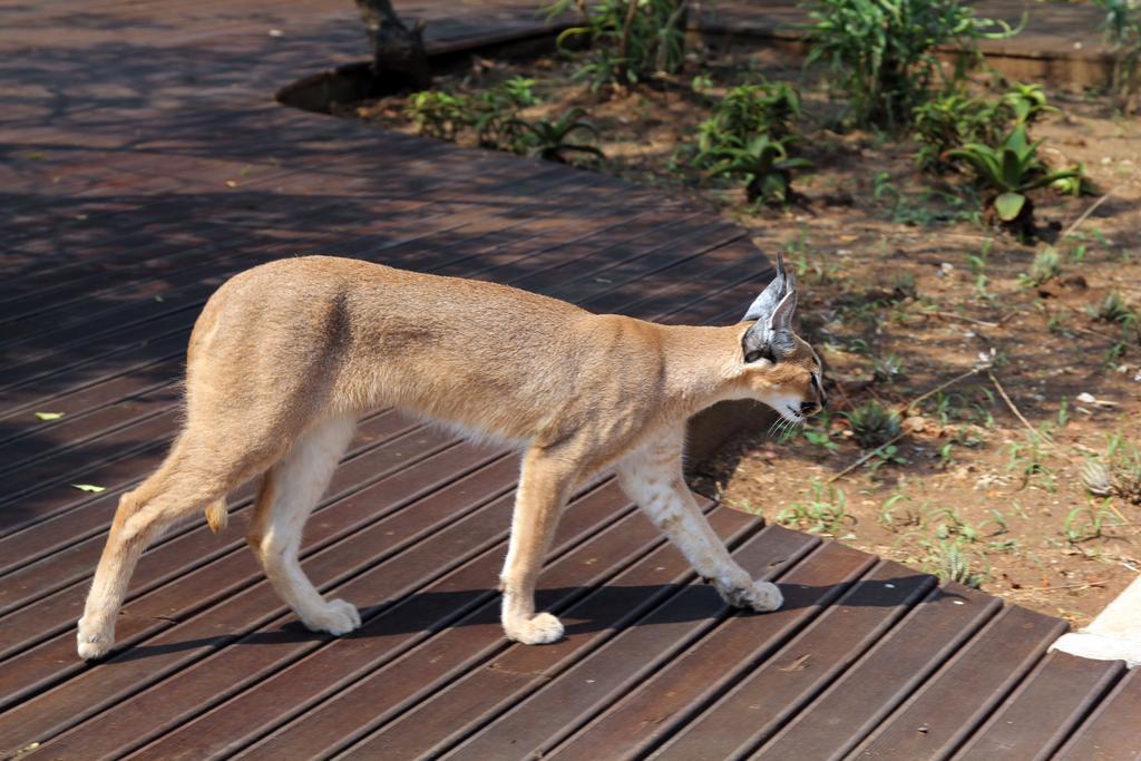 Vuyani Safari Lodge Hoedspruit Exterior photo