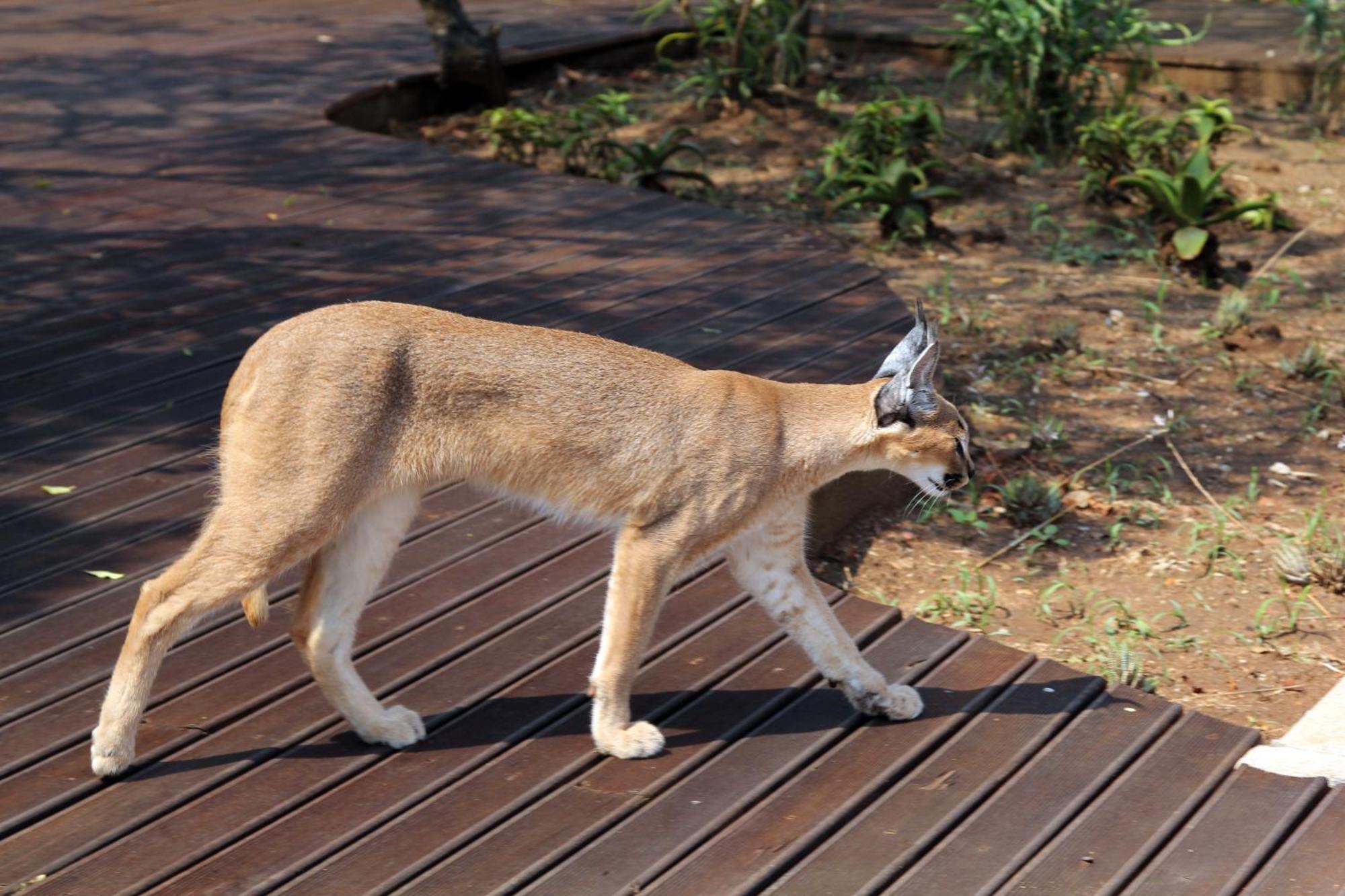 Vuyani Safari Lodge Hoedspruit Exterior photo